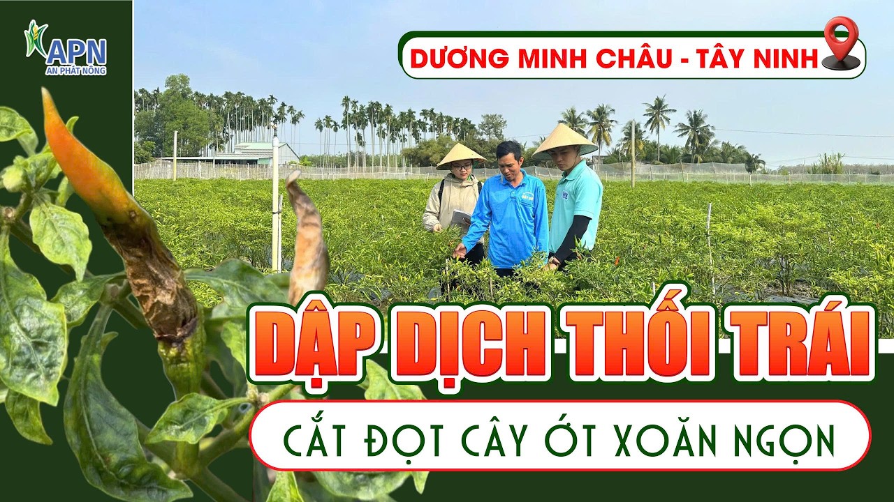 APN - QUẢN LÝ THỐI TRÁI ỚT & KỸ THUẬT CẮT ĐỌT TRỊ XOĂN NGỌN