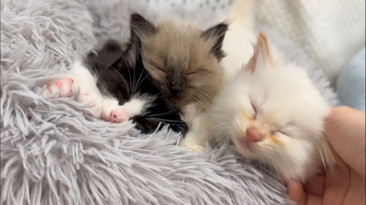 保護5日目 大きなゴロゴロ音で甘える子猫【お祭り兄弟日記#4】Kittens pampered with loud rumbling noises.