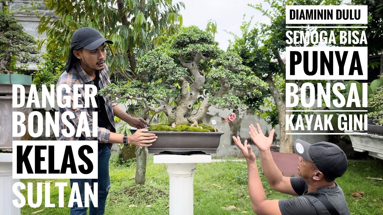 Koleksi Bonsai Sultan, Bang Ardi Lombok Timur #bonsai  #belajarbonsai   #kolektorbonsai #nature 