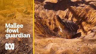 Rare nest footage: Sixty years a guardian to the rare malleefowl | Animals | ABC Australia