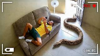 Terrifying Snake Encounters Caught On Camera