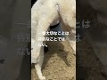 あなたの一番大切なこととは？#cat #猫 #shorts