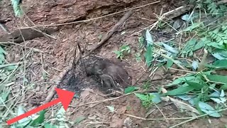 Paca espirra e escapa da armadilha!
