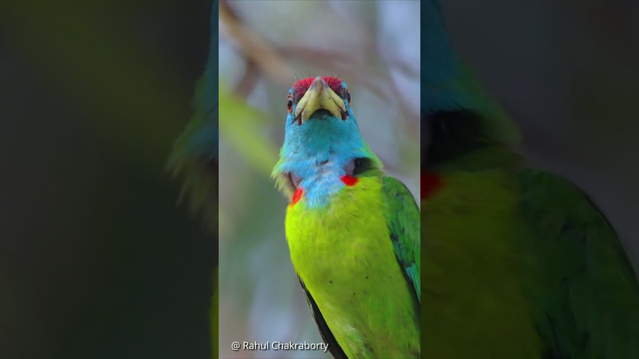 নীলকণ্ঠ বসন্তবৌরি //Blue Throated Barbet Call. #birds #wildlife #nature  #animals #rahul_chakraborty