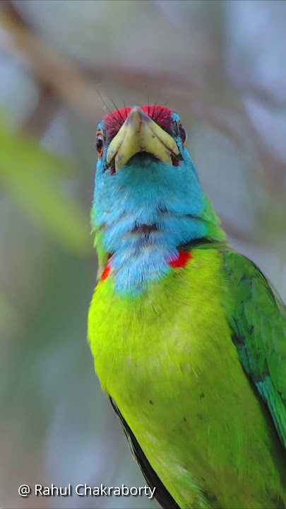 Blue Throated Barbet Call. #birds #wildlife #nature  #animals  #wildlifephotography #photography