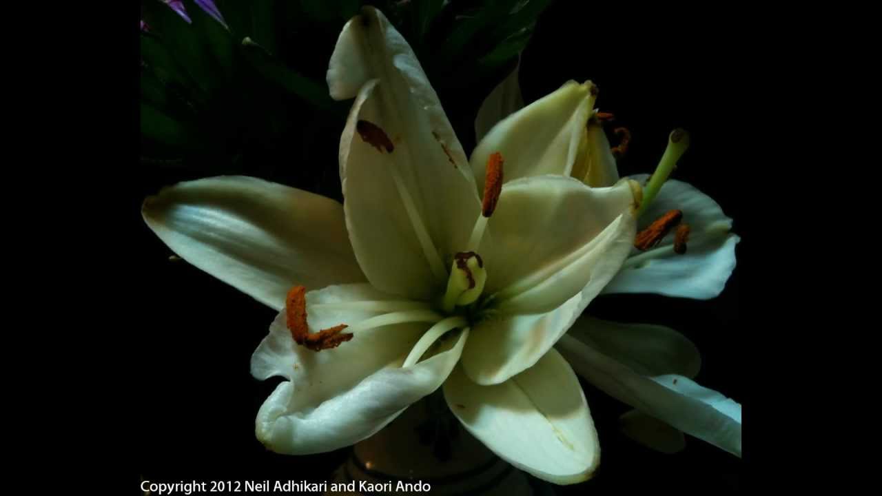 White Lily 1 blooming time-lapse