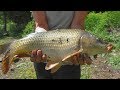 Рыбалка Как поймать карпа с кукурузной приманкой(летом) My fishing