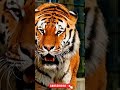 Tiger roaring shorts viral
