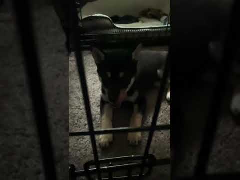 Shiba Inu Howls