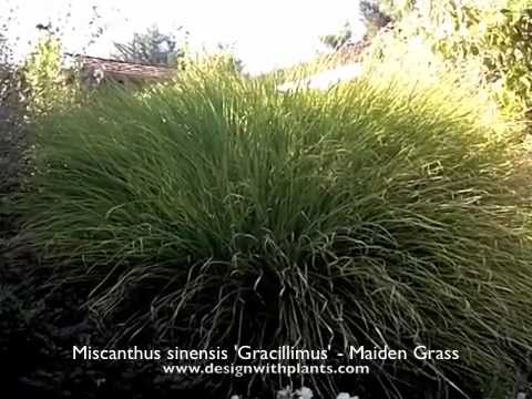 วีดีโอ: Miscanthus 'Adagio' Care - เรียนรู้วิธีปลูกหญ้า Adagio Maiden