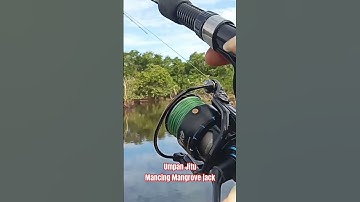 Umpan Jatuh langsung di sambar Mangrove jack dibawah nipah#shorts#mangrove_jack#ytferisferdian43