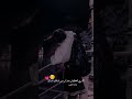 حالات وتساب اغاني تعال احضني محتاجك ستوريات لايك