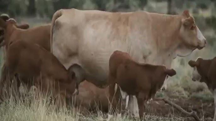 Порно жас сорғыш