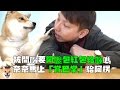 【柴犬Nana(奈奈)】被問到要不要阿嬤包紅包給妳 竟然賞阿楞「巴掌」