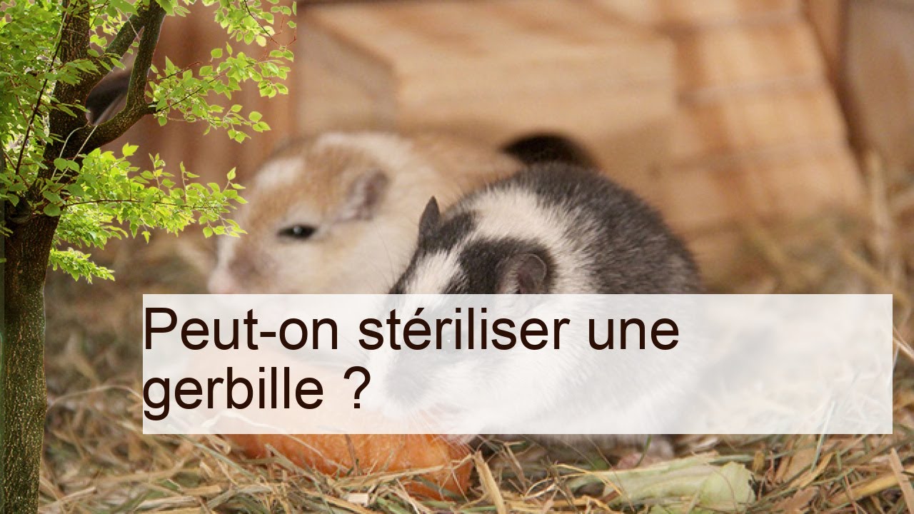 peut on stériliser une gerbille la gerbille est elle faite pour moi