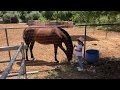 Visitando Rancho de mi Amigo, Chivos, gallos, pavos, conejos, vaca!!