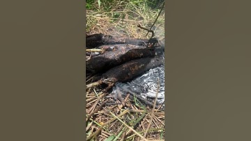 cá lóc nướng hoài đồng thơm gì đâu lụm chiến hữu ơi