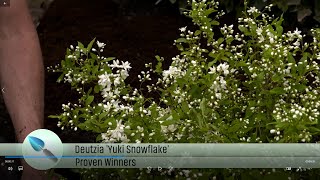 De Grote Tuinverbouwing Proven Winners® Deutzia Yuki Cherry Blossom® en Yuki Snowflake® (mei 2023)