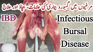 Gumboro Disease Signs, Symptoms, Prevention and Treatment | IBD | Dr. ARSHAD