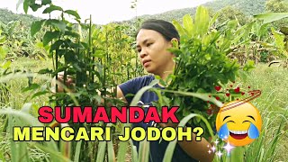 Attyn Cari & Masak Sayur Manis | Vlog Sumandak Kampung