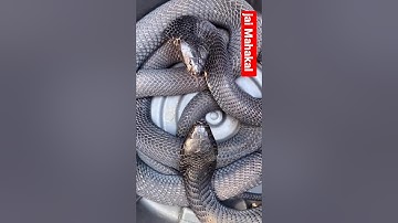 Hansraj raghuwanshi song 🕉️ Jai Mahakal 🔥 #hansrajraghuwanshi #jai#mahadev_status #jaimahakaal