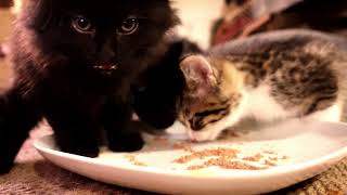 3 little kittens capturing hearts with cuteness by Kristofur 102 views 5 months ago 2 minutes, 57 seconds