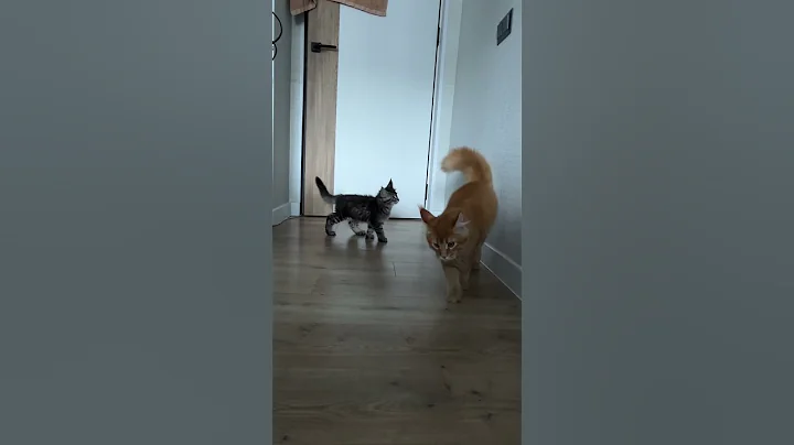 Video 11788521: mainecoon big cat, mainecoon cat playing