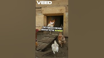 Unlocking Massive Profits from Egg Production in 2025 – The Ultimate Guide to Smart Layer Farming"