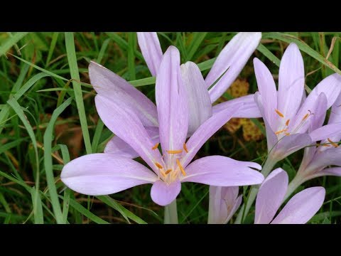 Video: Giftige Pflanzen Im Raum, Auf Dem Land Und Im Wald