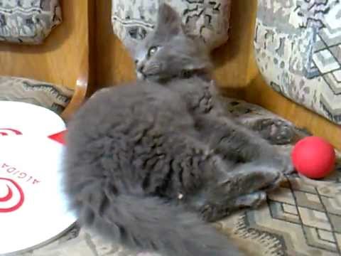 my-persian-cat-(grey)