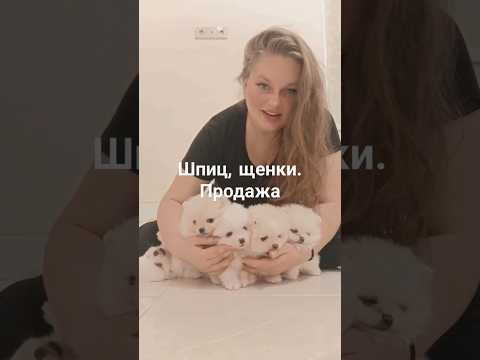 +7 911 767 81 85 #померанскийшпиц #немецкий Шпиц #щенок #pomeranian #puppy #собака #шпиц