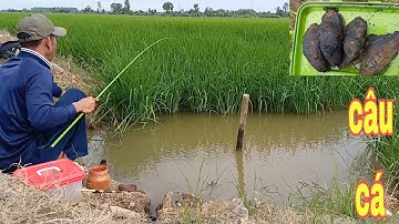 t75 Câu cá rô trên ruộng lúa. và thưởng thức buổi cơm với cá rô nướng trui
