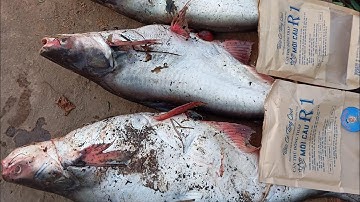 Câu cá tra đêm bằng cám R1 và R3 #camr1 #camr2 #camr3 #catrasong #caucatra