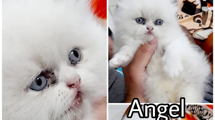 Watch the video about Cute Kittens Playing | Funny Kittens Video | Norwegian Forest Cat and Ragdoll Cat @iraesha