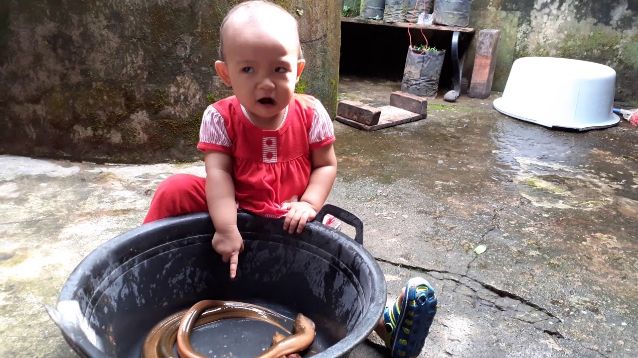Ikan Belut 