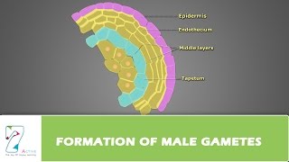 Formation of Male Gametes