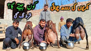 Goat Milking By Hand In Village || Best Milking Goats Bread In Pakistan