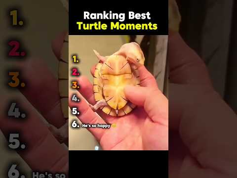 Ranking Best Turtle Moments😂🥰 #ranking #funny #turtle