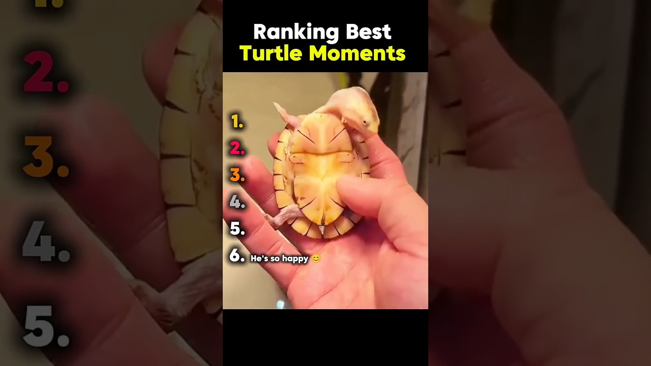 Рейтинг лучших моментов с черепахами 😂🥰 