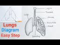 How To Draw The Lungs Step By Step Lungs Drawing Easy Tutorial Respiratory System Drawing