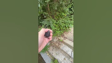 YEDC x 42COSMO pig x slider zirc