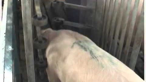 Nedap Velos Training Video Part 2 mpg