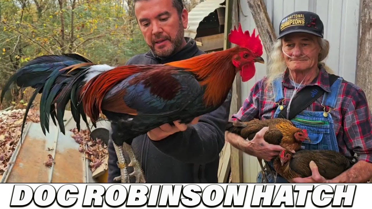 Doc Robinson Hatch Brownred Steve Landers Sweater Beautiful Birds