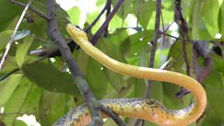 Amazon Puffing Snake (Spilotes sulphureus) in French Guiana