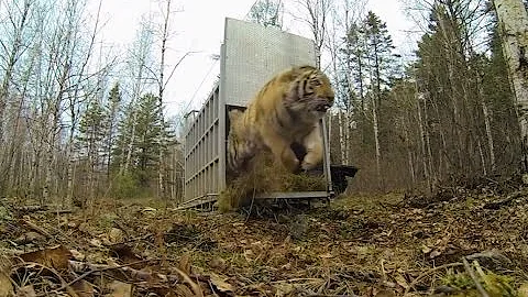 Incredibly Rare Siberian Tiger Release! - DayDayNews