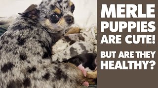 SASHA'S NEWBORN MERLE PUPPIES | Sweetie Pie Pets by Kelly Swift by Sweetie Pie Pets 1,066 views 4 months ago 2 minutes, 57 seconds