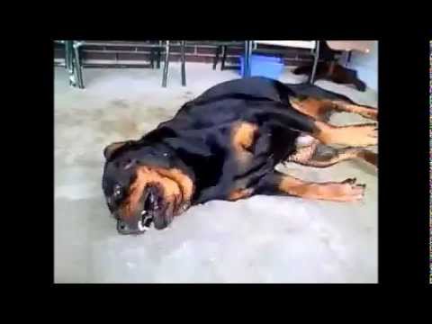 Собака после инсульта