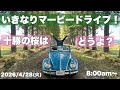 2026/4/28(火) 0800〜　￼いきなりマービードライブ！十勝の桜はどうよ？
