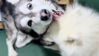 Giant Dogs Refuse To Take Their Rambunctious Play Outside! #alaskanmalamute #husky by Tonka the Malamute AKA WaterWolf 1,254 views 2 months ago 5 minutes, 34 seconds