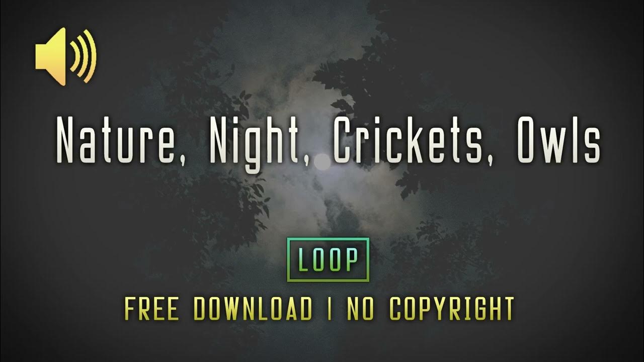 Nature Night Crickets Owls Loop Free SFX No Copyright YouTube